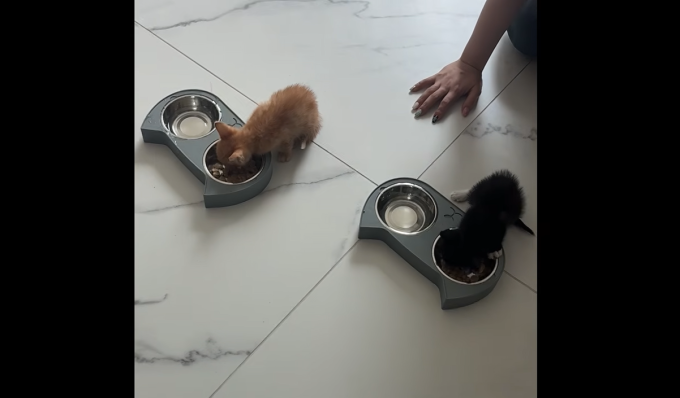 ト・ギョンワン＆チャン・ユンジョン夫妻、愛猫の訃報に涙