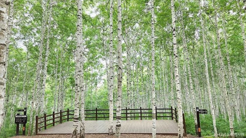 冬の旅行先おすすめ！家で過ごすよりアクティブに楽しめる韓国の絶景スポット