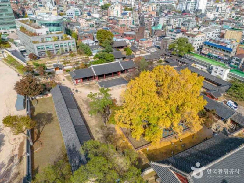 太祖李成桂の時代から生き続ける、歴史あるイチョウの名所を紹介