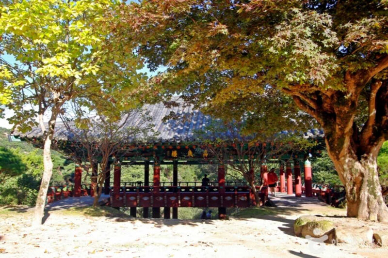 太祖李成桂の時代から生き続ける、歴史あるイチョウの名所を紹介