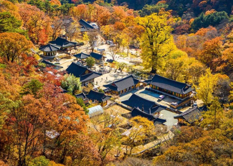 太祖李成桂の時代から生き続ける、歴史あるイチョウの名所を紹介