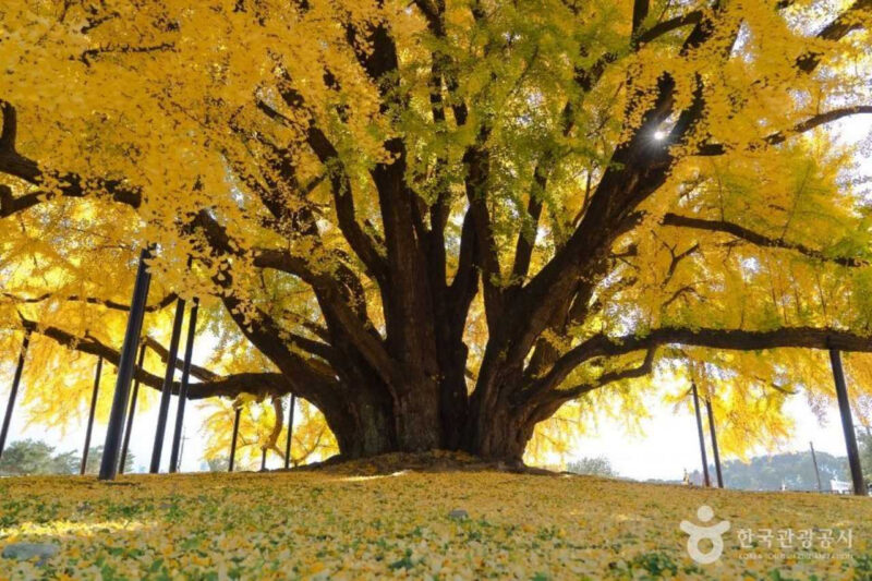 太祖李成桂の時代から生き続ける、歴史あるイチョウの名所を紹介