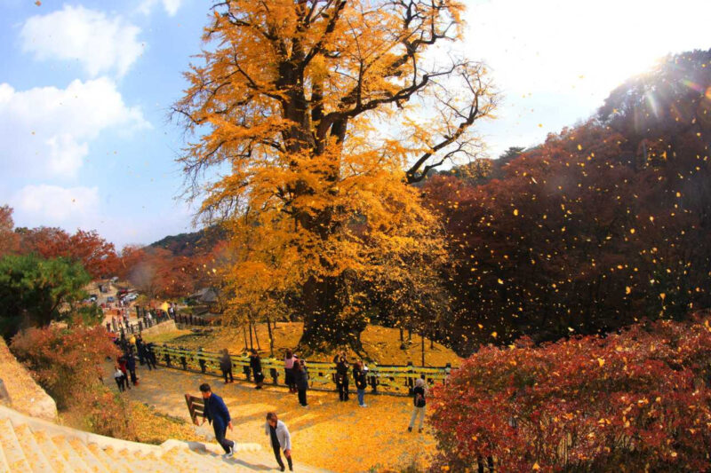 新羅時代から生存？高さ42mの巨大イチョウ、無料で訪問可能