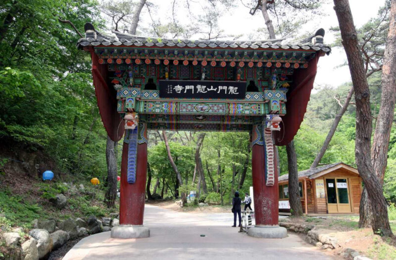 新羅時代から生存？高さ42mの巨大イチョウ、無料で訪問可能