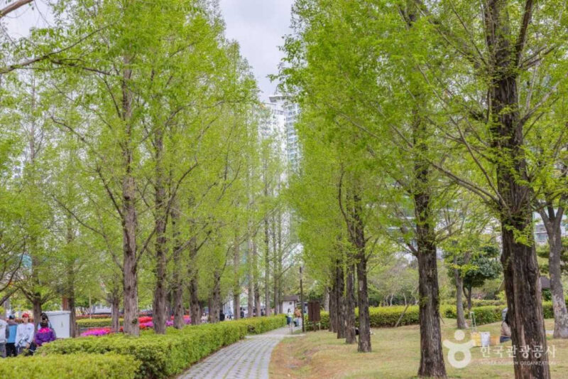 釜山市民公園で秋のピクニック、今週末は国楽公演も楽しもう